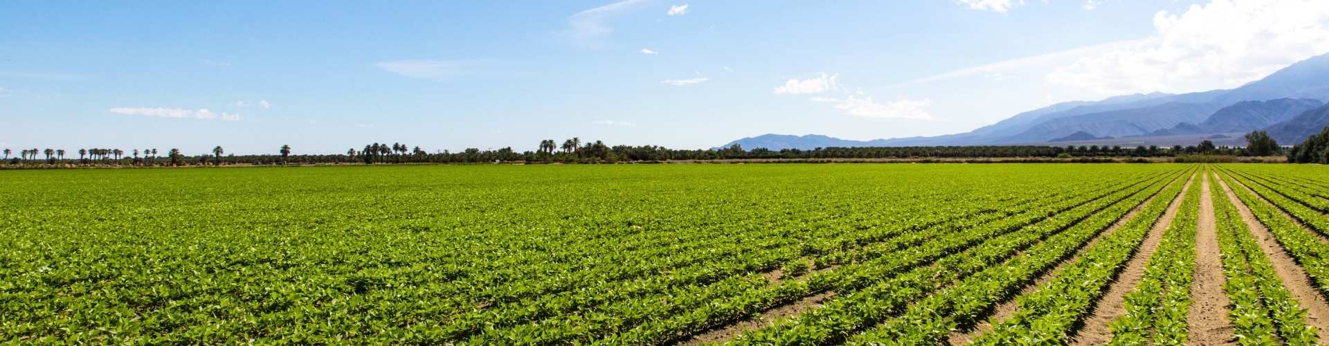 Agricultural License In Saudi Arabia